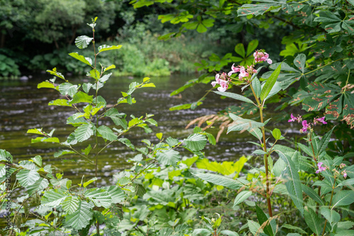 Pflanzen am Flussbett