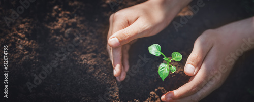 Canvas Print Hands of woman taking care about young seedling