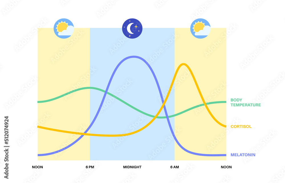 Sleep wake cycle Stock Vector | Adobe Stock