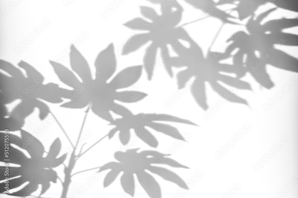 Shadows from plants on a white wall. Pattern from the leaves of flowers, bushes or trees. Beautiful background of plant leaves.