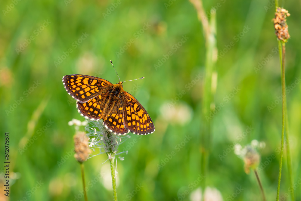 Obraz premium Brown butterfly landed on a flower