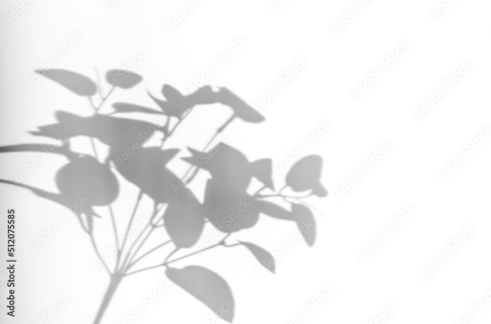 Shadows from plants on a white wall. Pattern from the leaves of flowers, bushes or trees. Beautiful background of plant leaves.