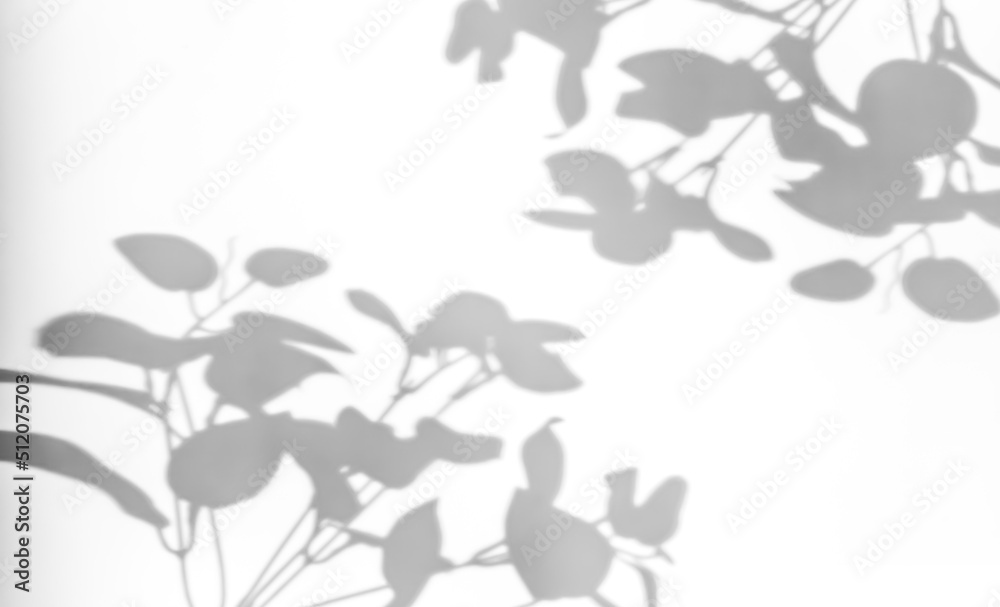 Shadows from plants on a white wall. Pattern from the leaves of flowers, bushes or trees. Beautiful background of plant leaves. Shadows from plants on a white wall. Pattern from the leaves of flowers, bushes or trees. Beautiful background of plant leaves.
