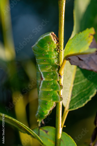 Cerura Vinula or Puss Moth Caterpillar Macro © nechaevkon