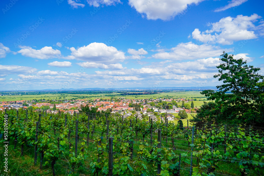 Panoramic view of Wachenhein on the Wine Route. Landscape with vineyards in summer in Rhineland-Palatinate.
