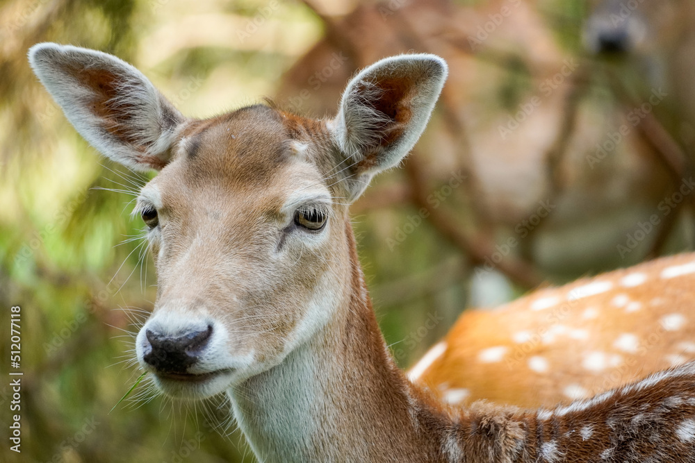 Fallow deer in the forest. Animal in natural environment. Dama dama.
Fallow deer in the forest. Animal in natural environment. Dama dama.