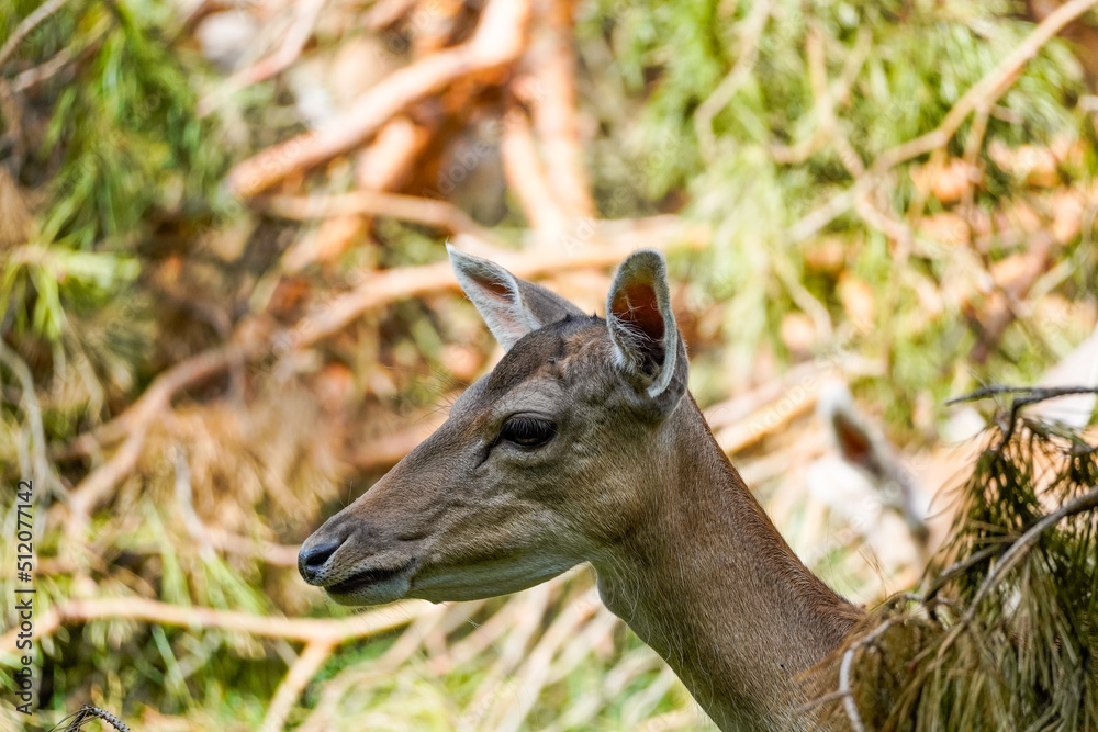 Fallow deer in the forest. Animal in natural environment. Dama dama.
