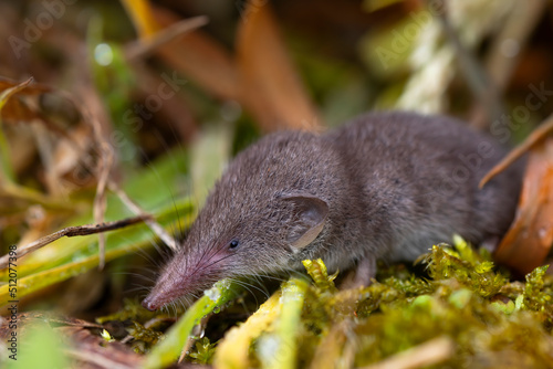 small shrew in the forest, on a green mossy background. small insectivorous animal