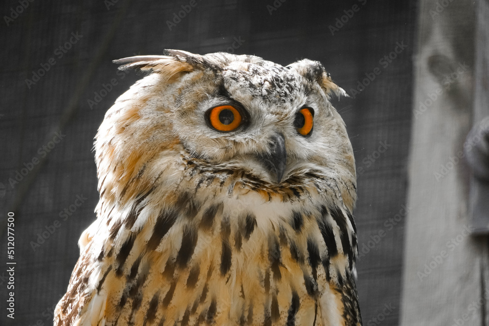 Obraz premium Portrait of a European eagle owl. Bird with orange eyes. 