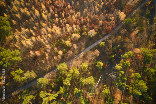 Aerial top down view of autumn forest with green and yellow trees. Mixed deciduous and coniferous forest.