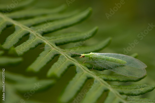 fern leaves on green background with a green mosquito on top. Space for copy. macrophotography. specimen of chrysopa occupata. photo