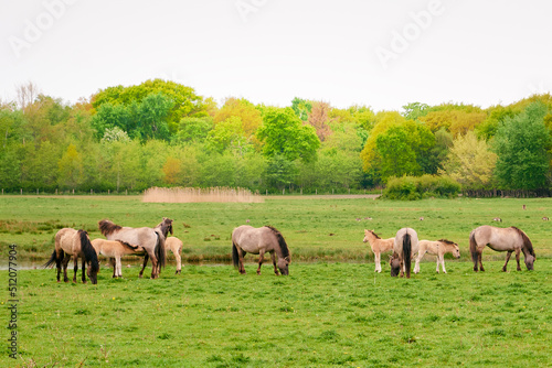 Herd of horses in wildlife over green field and trees. Wild horses graze in Nature park in Netherlands © zontica