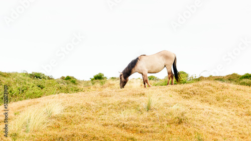 Wild horse grazing in the wild over yellow-green background in Nature park in Netherlands