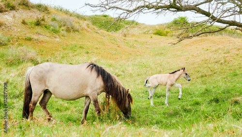 Wild horse with little foal grazing in the wild in Nature park in Netherlands