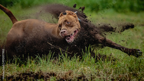 Emotional face of American Pit Bull Terrier running through black mud on green field