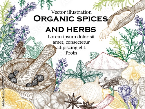 Vector banner template with spices and herbs. Rosemary, peppercorns, lavender, anise, cinnamon, onion, mint, lemon, chili pepper, curry, parsley, garlic, dill, ginger, saffron, basil, vanilla