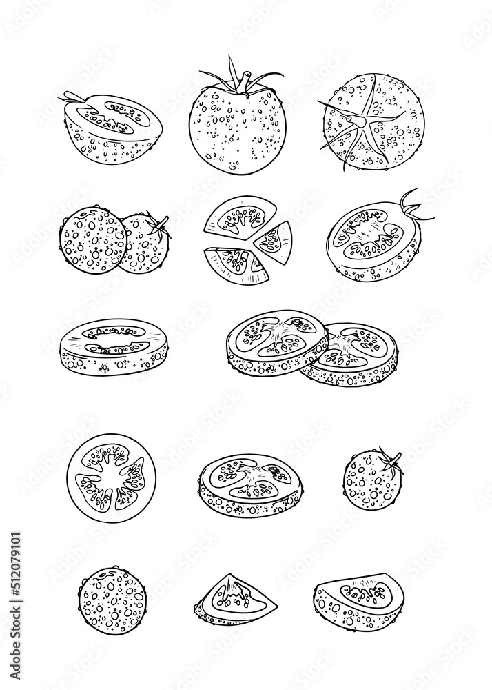 collection of illustrations of tomato drawn in outline