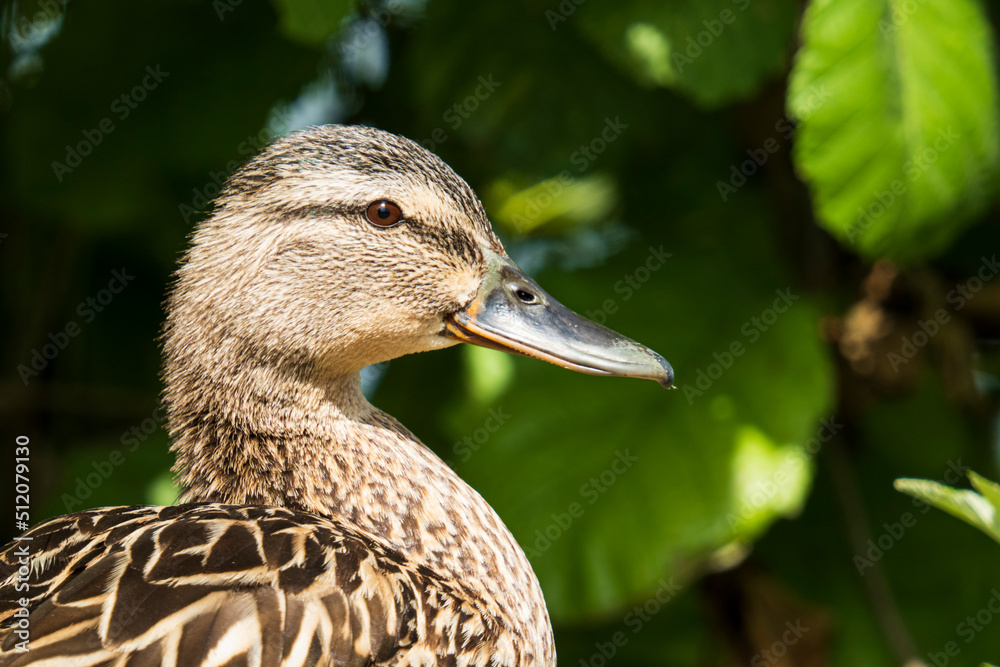 Portrail of a female mallard. Lateral close-up Portrail of a female mallard. Lateral close-up