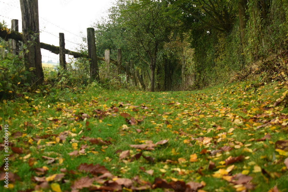 Waldweg Waldweg