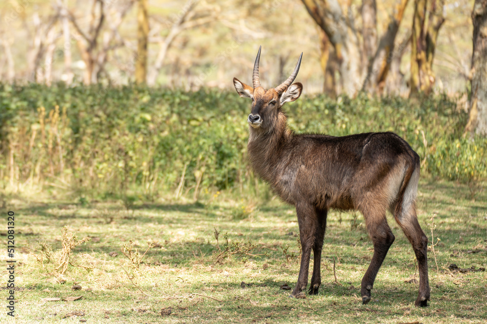 male Waterbuck, Kobus ellipsiprymnus, large antelope in East Africa. Nice African animal in the nature habitat. Wildlife scene from nature male Waterbuck, Kobus ellipsiprymnus, large antelope in East Africa. Nice African animal in the nature habitat. Wildlife scene from nature