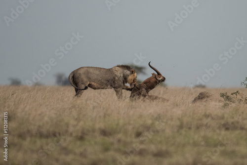 a big lion hunts an antelope and eats lunch
