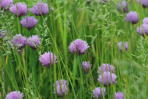 A field with flowers. Green grass, lilac flowers. Summer background