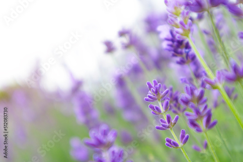 Selective focus on lavender flower. Lavender morning summer blur background.