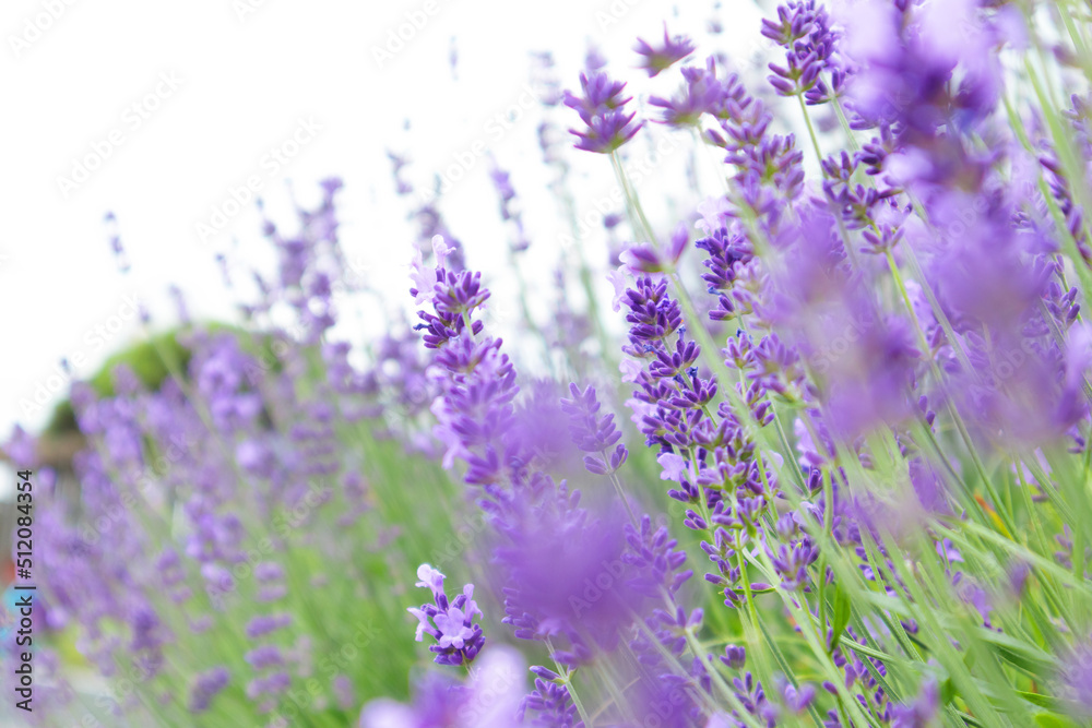 Naklejka premium Selective focus on lavender flower. Lavender morning summer blur background.