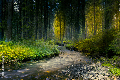 leśny potok latem photo