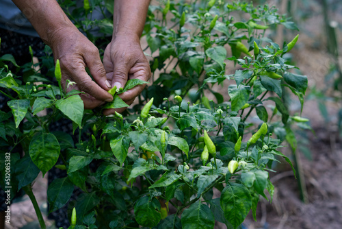 Closeup gardener's hands are picking and checking growth and disease of chilies in garden. Concept : Agriculture. Thai farmers or villagers grows organic local chilies for eating, sharing or selling 