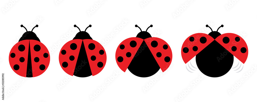 Ladybug or ladybird vector illustration. Red and black ladybug vector set. Small flying insect. Cute beetle. 
