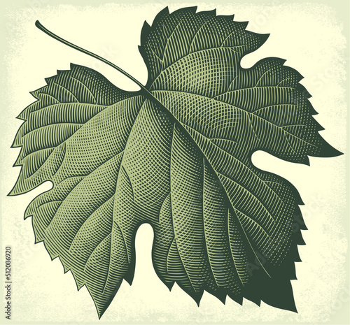 Grape leaf. Editable hand drawn illustration. Vector vintage engraving. 8 EPS  © Marzufello