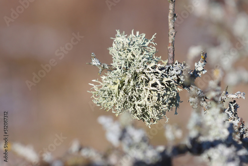 Lichen mushroom plant growing on a branch. © PHOTOEURO