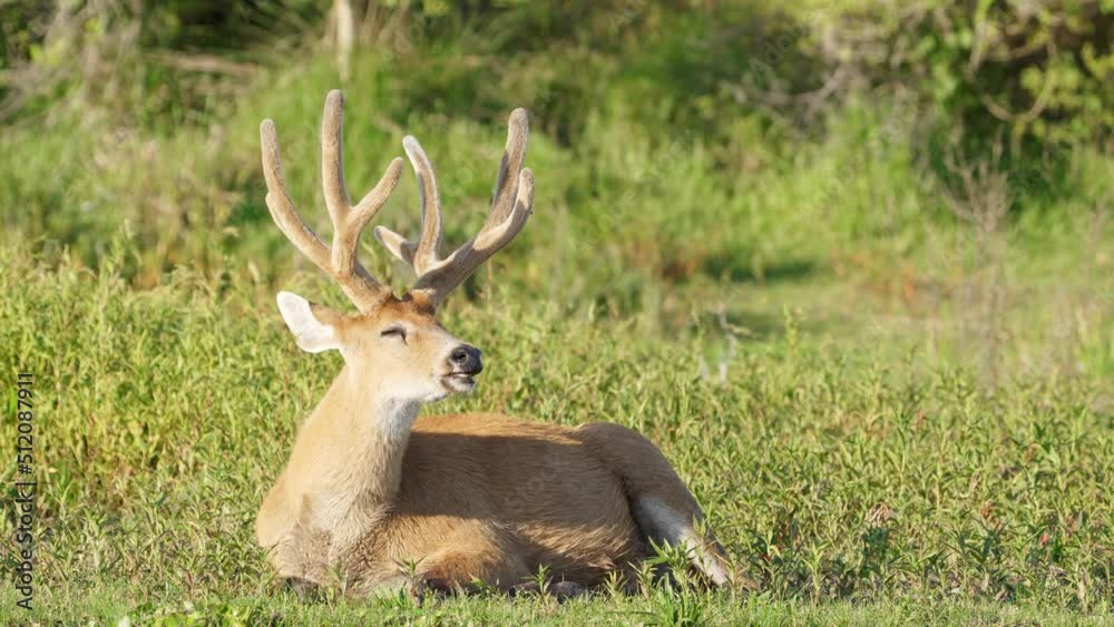 Hoofed ruminant, marsh deer, blastocerus dichotomus gracefully resting on the ground by the river full of vegetations, napping under the sun, occasionally flapping its ears to deter flies. Hoofed ruminant, marsh deer, blastocerus dichotomus gracefully resting on the ground by the river full of vegetations, napping under the sun, occasionally flapping its ears to deter flies.