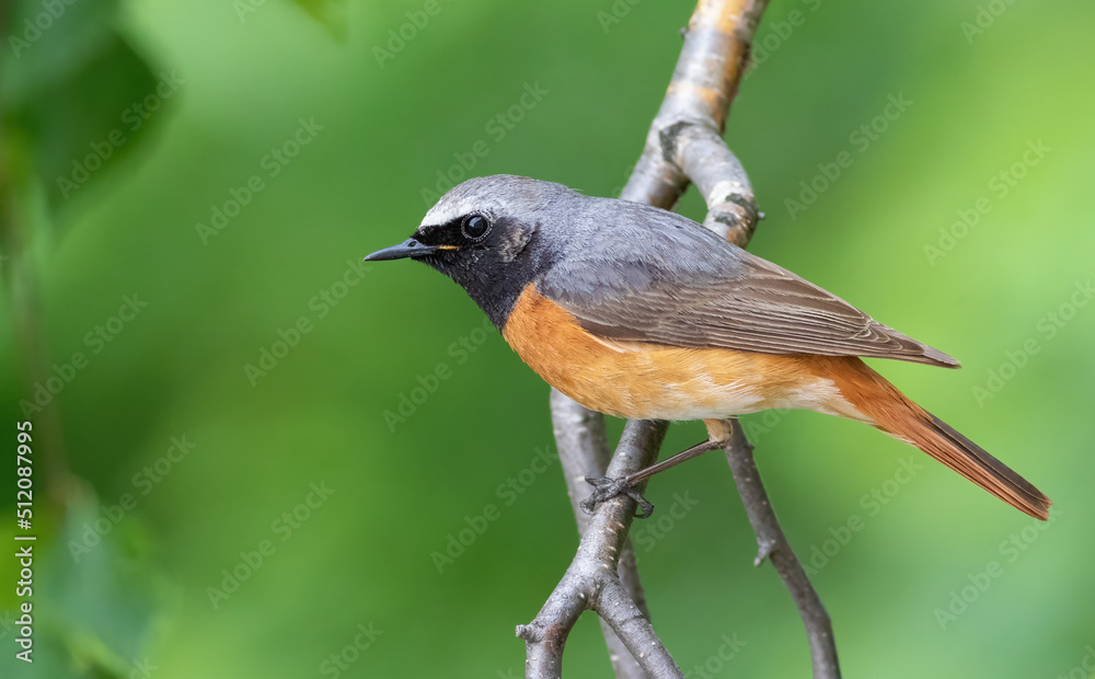 Common redstart, Phoenicurus phoenicurus. A bird sits on a tree branch Common redstart, Phoenicurus phoenicurus. A bird sits on a tree branch
