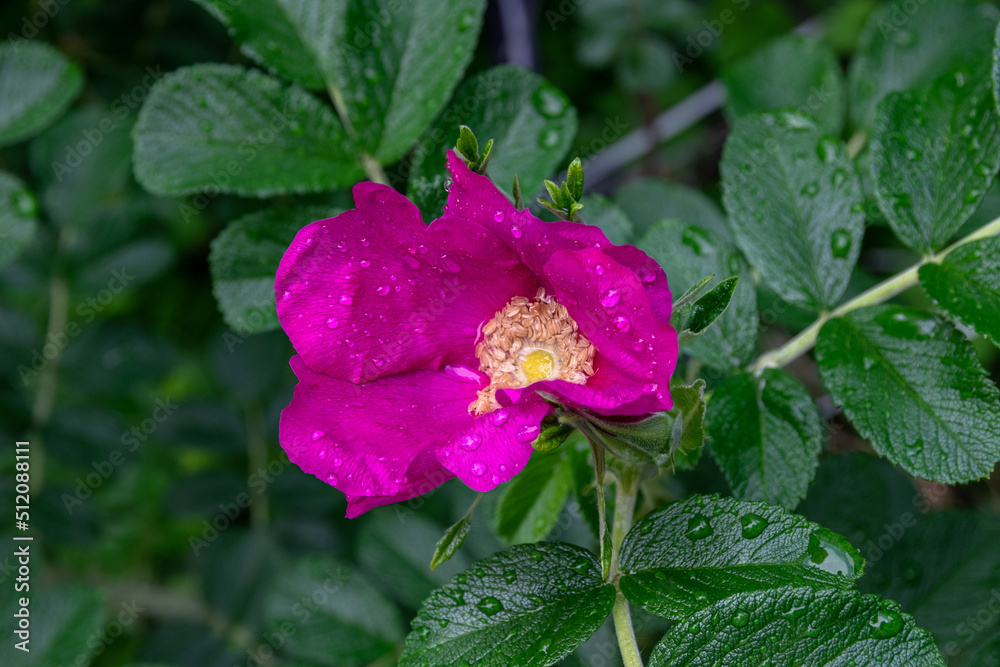 Closeup of a fully opened purple dog rose and green leaves covered with rain water drops Closeup of a fully opened purple dog rose and green leaves covered with rain water drops