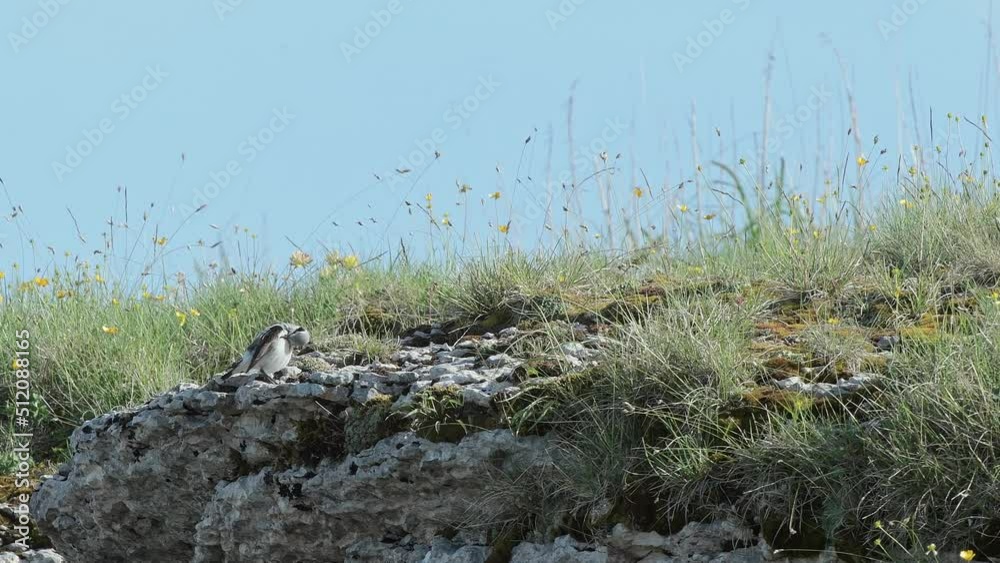 It's time to clean, the Northern wheatear (Oenanthe oenanthe) It's time to clean, the Northern wheatear (Oenanthe oenanthe)