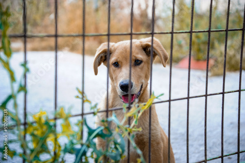 Dog behind the fence portrait. Website banner of a cute dog puppy 