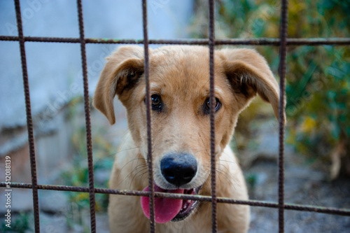 Dog behind the fence portrait. Website banner of a cute dog puppy 