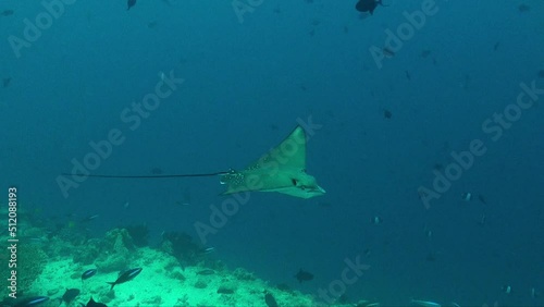 Spotted eagle ray moving it's snout while passing close at the camera in the Maldives photo