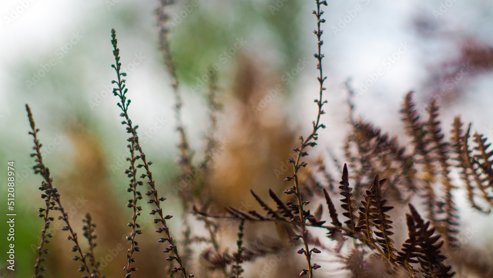 Naklejka premium Macro de tiges de bruyère sauvages, dans la forêt des Landes de Gascogne