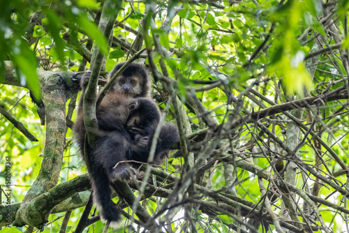 Black-horned capuchins in the Iguazu Jungle