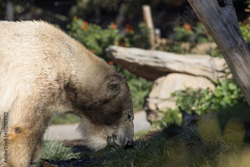 Polar Bear in the sunsine photo