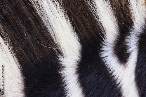 Close up pattern of Zebra Stripes