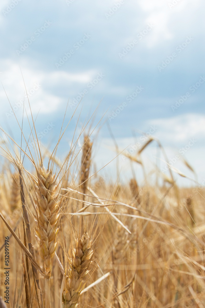spikelets of wheat close-up against the background of the field and the sky. Harvesting grain crops. spikelets of wheat close-up against the background of the field and the sky. Harvesting grain crops.