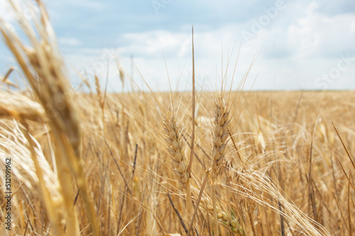 spikelets of wheat close-up against the background of the field and the sky. Harvesting grain crops.