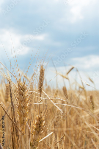 spikelets of wheat close-up against the background of the field and the sky. Harvesting grain crops.