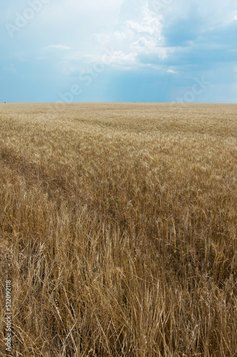 Field of ripe grain and blue sky, Nature - grain harvesting.