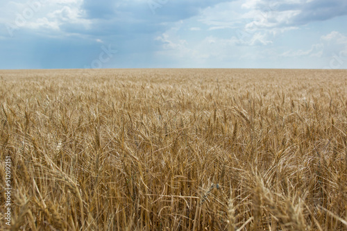 Field of ripe grain and blue sky  Nature - grain harvesting.