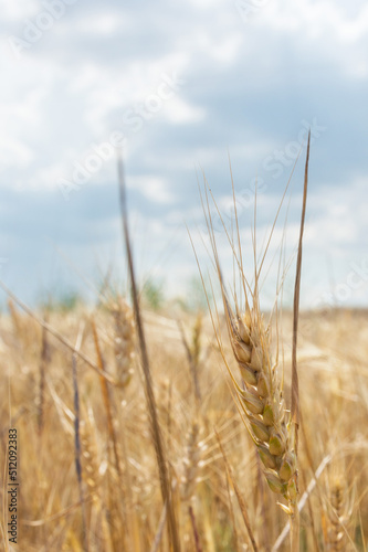 spikelets of wheat close-up against the background of the field and the sky. Harvesting grain crops.